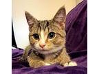 Simon Domestic Shorthair Kitten Male
