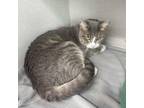 Maisy Domestic Shorthair Adult Female