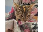 Selene 1/4 Domestic Shorthair Young Female