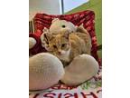 Tinsel Domestic Shorthair Kitten Female