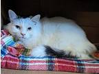 Willie Domestic Longhair Adult Male