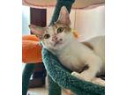 Apple Domestic Shorthair Kitten Female