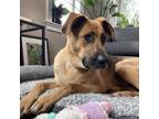 Adopt Marley a German Shepherd Dog, Hound