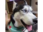 Adopt Nikolai a Siberian Husky