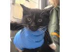 C23-244 Partridge Domestic Shorthair Kitten Male