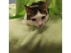 Taz Domestic Shorthair Adult Male