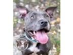 Dakota State American Pit Bull Terrier Adult Female