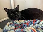 Mazzy Domestic Shorthair Senior Female