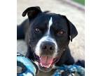 Adopt Norman - Foster or Adopt Me! a American Staffordshire Terrier