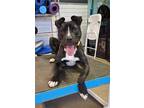 Adopt ONYX a American Staffordshire Terrier