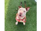 Suzanne Somers American Pit Bull Terrier Young Female