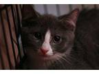 Sam Domestic Shorthair Kitten Male