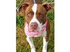 Rosie Mixed Breed (Large) Young Female