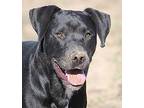 Tink Tink Labrador Retriever Adult Male