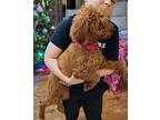 Tessa Goldendoodle Adult Female