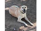 Stella in TEXAS Labrador Retriever Adult Female