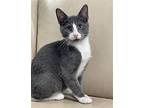 Baby Kitten Tom Domestic Shorthair Kitten Male