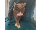 Gilbert Domestic Shorthair Adult Male