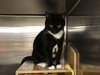 Lucky Domestic Shorthair Young Male