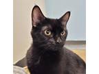 Freddie 34224-c Domestic Shorthair Adult Female