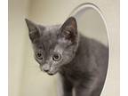 Taryn Domestic Shorthair Kitten Female