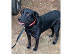 Blakely Labrador Retriever Adult Female