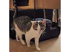Sushi Domestic Shorthair Young Female