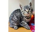 C23-242 Quail Domestic Shorthair Kitten Female