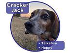 Cracker Jack Beagle Senior Male