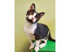 Babe Domestic Shorthair Kitten Male