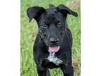 Baby Millie Labrador Retriever Puppy Female