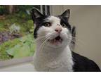 Patches Domestic Shorthair Senior Male