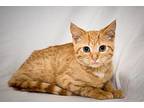 Cashew Domestic Shorthair Young Female