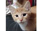 Jelly Domestic Shorthair Kitten Male