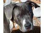 Dallas American Pit Bull Terrier Young Male
