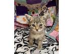 Ava Domestic Shorthair Kitten Female