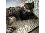 Adopt Bacon a Tabby, Domestic Short Hair