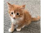 Queso Domestic Mediumhair Kitten Male