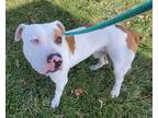 Benjamin American Pit Bull Terrier Adult Male