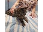 Sonny 1/2 Domestic Shorthair Young Male