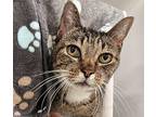 Paws Domestic Shorthair Adult Female