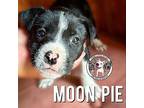 Moon Pie Puppy Female