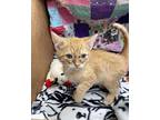 Noah Domestic Shorthair Kitten Male