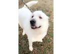 Adopt Bentley a Great Pyrenees