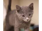 Tristan (bonded w/Thaddeus) Domestic Shorthair Kitten Male