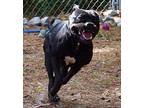 Delilah American Pit Bull Terrier Adult Female