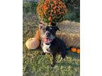 Adopt Hanky Panky a Pit Bull Terrier