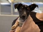 Warbler Australian Cattle Dog Puppy Male