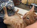 Pumpkin Domestic Shorthair Kitten Female