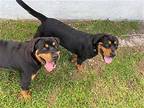 Z COURTESY LISTING: Miles and Muffin Rottweiler Female